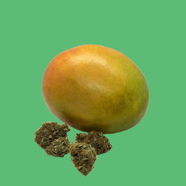 Mango Sapphire Mango Sapphire