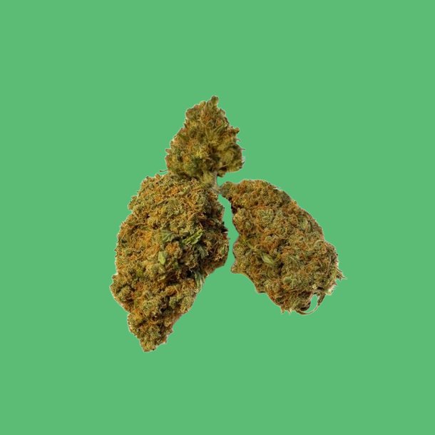 BCN Critical XXL BCN Critical XXL