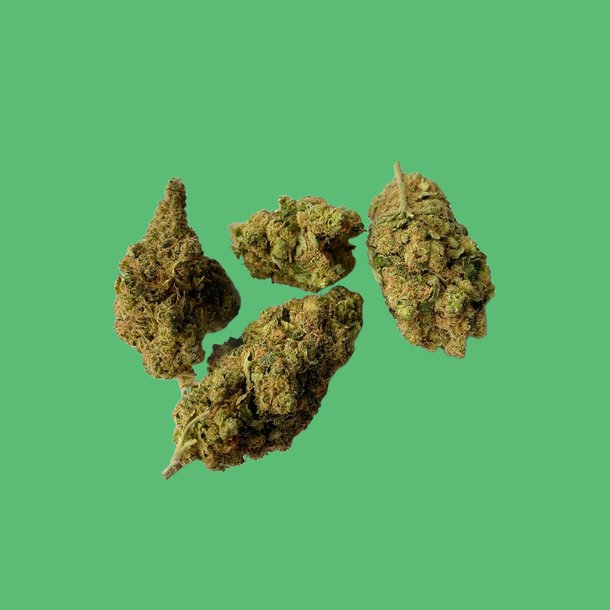 Shiva Skunk Shiva Skunk