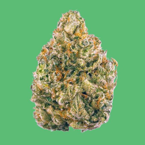 Sneaker Doodle Sneaker Doodle